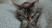 Почему кошка спит у вас в ногах, а не на подушке: три причины, о которых молчат зоопсихологи